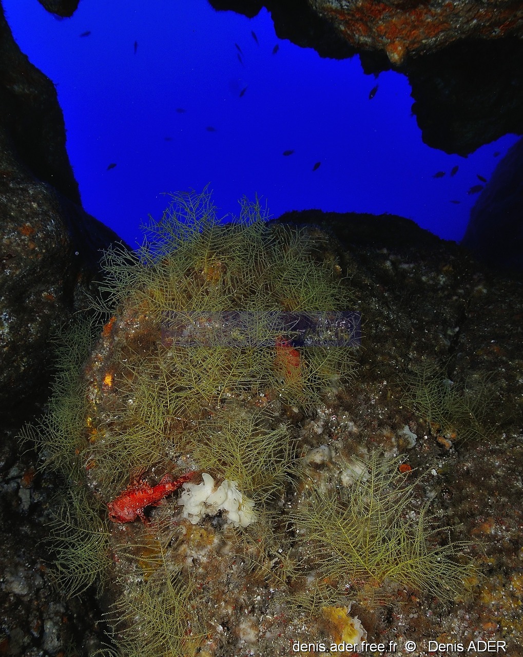 Sertularella gayi Sertularelle ramifiee ambiance-Acores St Maria Pedri mha-26m-20170818-Denis-ADER-DSC_9233_tn_tn.jpg